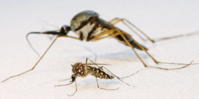Mosquito comparison_Lizzy Rylance (1)