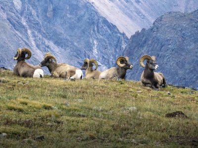 Rocky Mountain National Park with Bighorn Rams Image