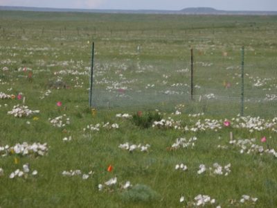 Prairie Flower Image