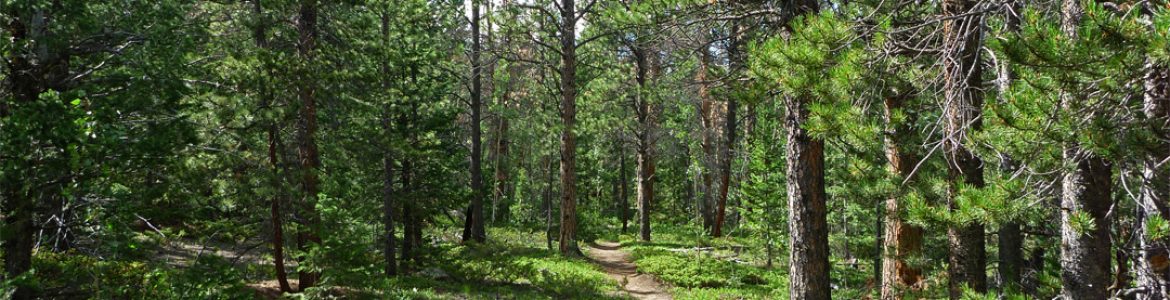 woodland-path
